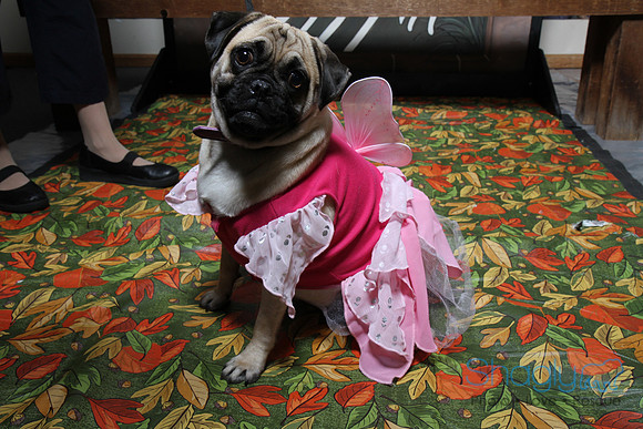 PugOWeen The Photobooth-59