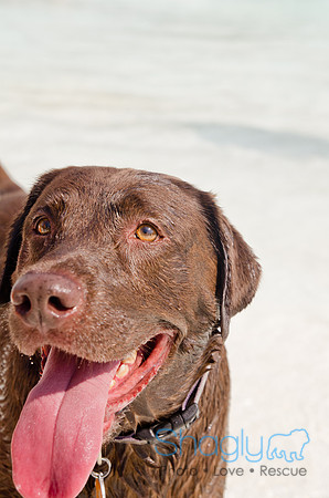Wags and Waves 2011-435