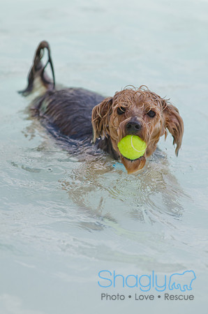 Wags and Waves 2011-474
