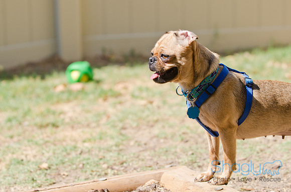 Shagly Photography-DFW Pug Rescue-26