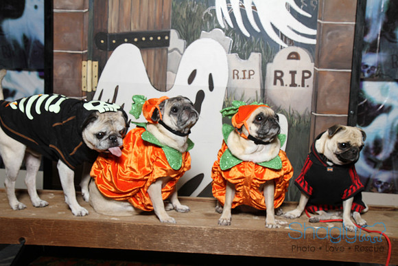PugOWeen The Photobooth-33