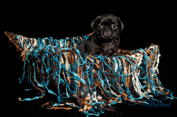 Baby Puggie Project-11