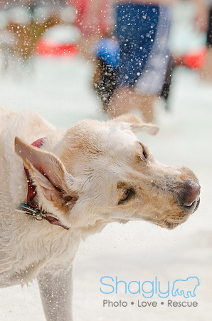 Wags and Waves 2011-144