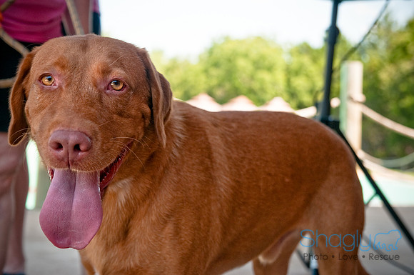 Wags and Waves-335