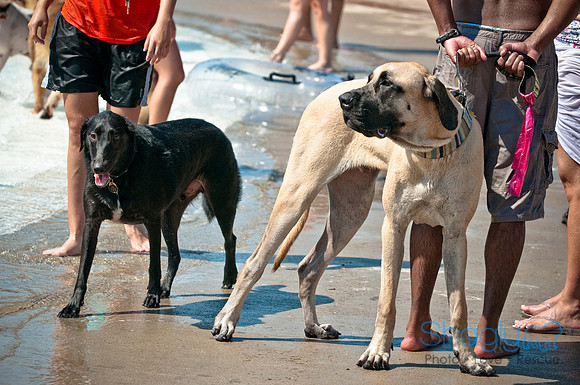Wags and Waves-195