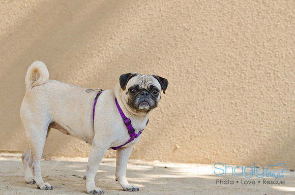 Shagly Photography-DFW Pug Rescue-7