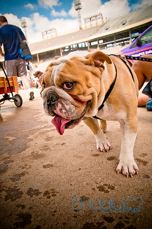 Dog Bowl 2010-117