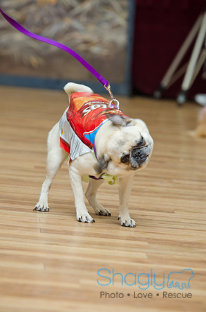 PugOween-110