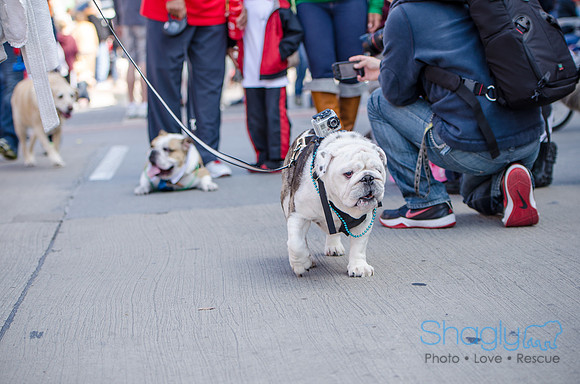 Krewe of Barkus 2012-285