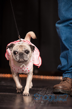 Project Pugway DFW Pug Rescue-22