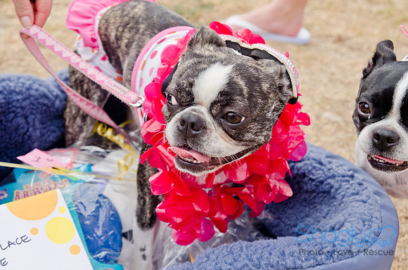 Wags and Waves 2011-422