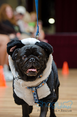 PugOween-40