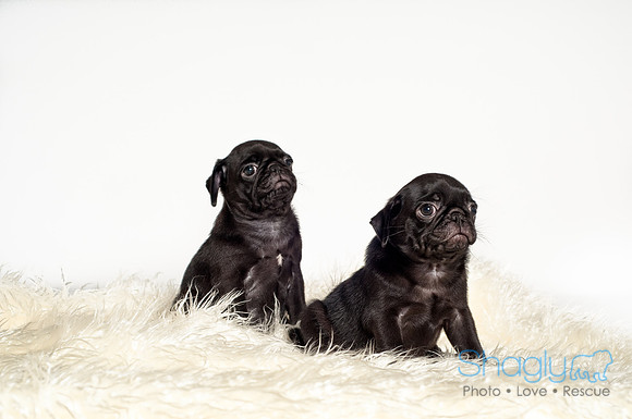Baby Puggie Project-33