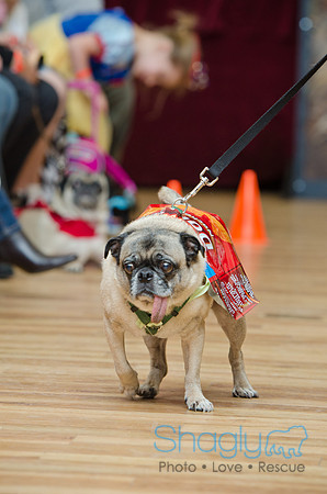 PugOween-162