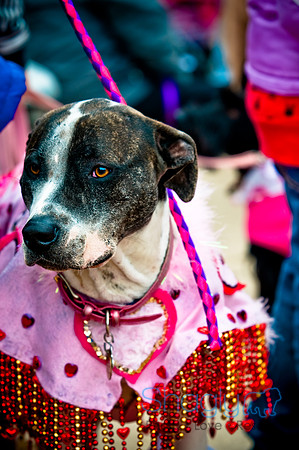 Krewe of Barkus-114