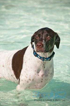Wags and Waves-110