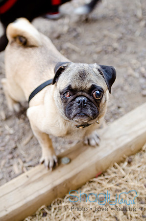 DFW Pug Rescue-The Boarding Bungalow-6