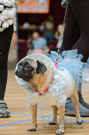 PugOween-31