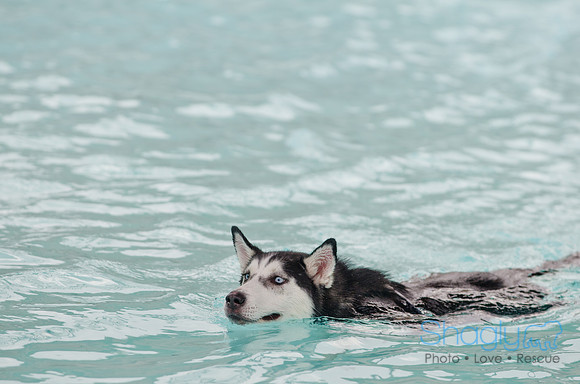 Wags and Waves 2011-103