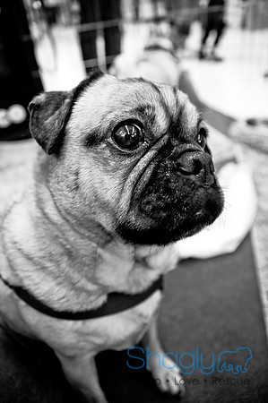 DFW Pug Rescue-55