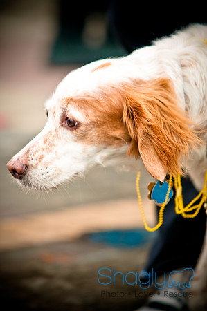 Krewe of Barkus-58