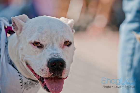 Krewe of Barkus 2011-94