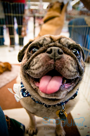 DFW Pug Rescue-6