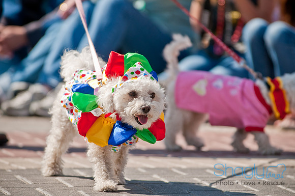 Krewe of Barkus 2011-66