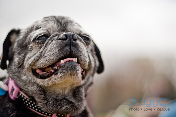 Pug Love Fun Run-215