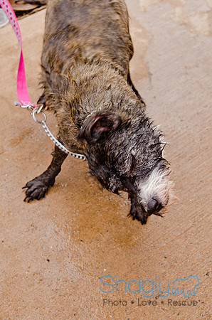 Wags and Waves 2011-338