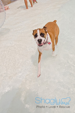 Wags and Waves 2011-245