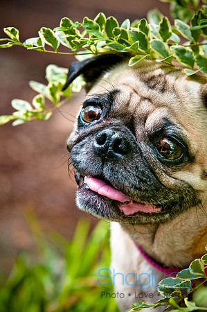 DFW Pug Rescue-95