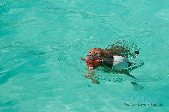 Wags and Waves-130