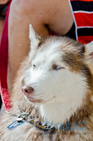 Wags and Waves 2011-492