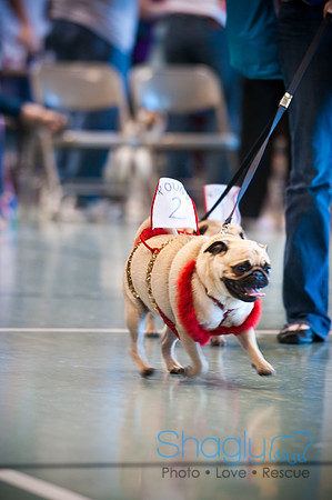 PugOWeen-3519