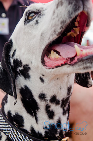 Wags and Waves 2011-295