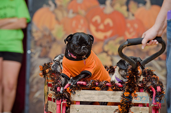 PugOween-222