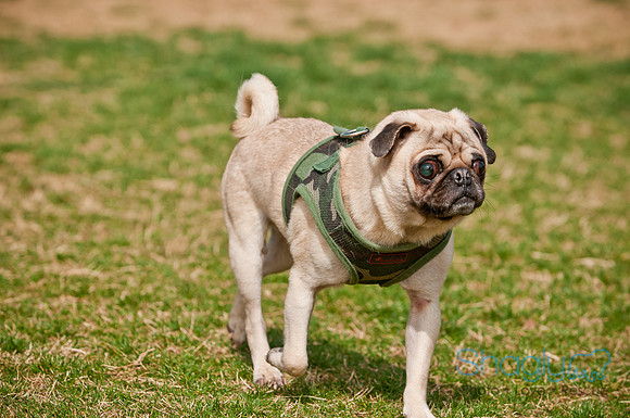 Pug Love Fun Run-158