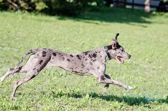Izzy-4