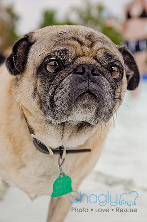 Wags and Waves 2011-324