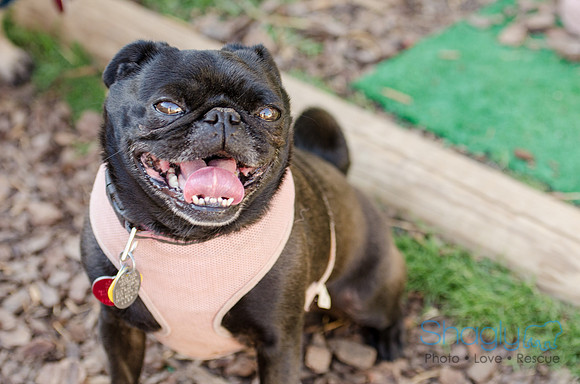 The Boarding Bungalo Pugs-11