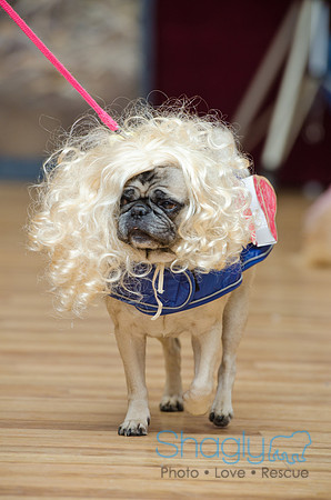 PugOween-124