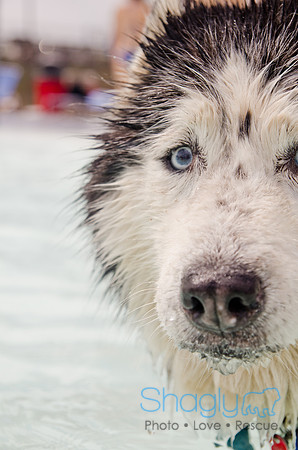 Wags and Waves 2011-351