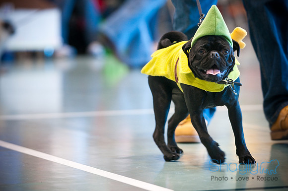 PugOWeen-2795