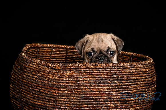 Baby Puggie Project-19