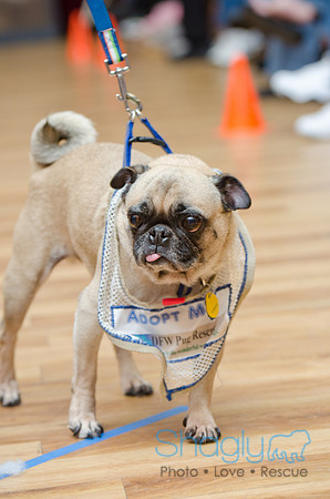 PugOween-11