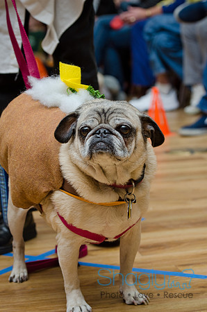 PugOween-190