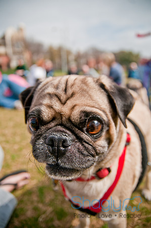 Pug Love Fun Run-238