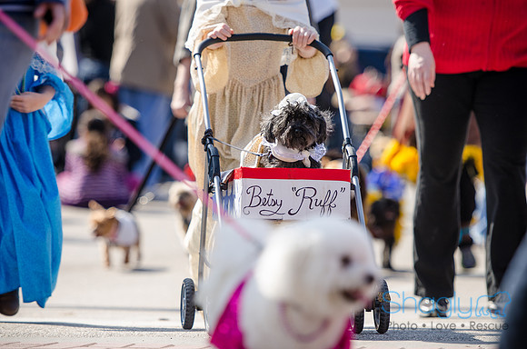 Krewe of Barkus 2012-231