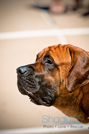 Prosper Pooch Party-22